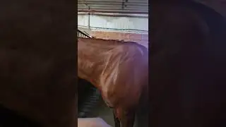 Crown To Hoof Equine Massage Therapy 