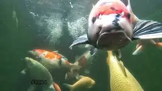 “Gak Nyangka, Cuma Lihat Koi Bisa Bikin Pikiran Langsung Plong!”