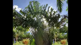 Beautiful tropical 🌴  garden grown from mainly seeds(Part 1)