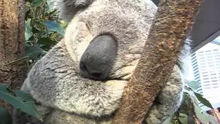 Koala bear sleeping in a tree, up close - CUTE!