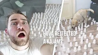 500 POH&Aacute;R &Eacute;S 1 K&Ouml;LY&Ouml;KKUTYA - Toby VLOG #10 | IHNIH