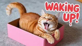 We are live! Come watch my cat sleeping right now 😴