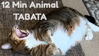 12 Minute TABATA Workout - Animal Themed