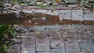 Relaxing sounds of forest puddles 1 hours// Light rain sounds of nature sounds