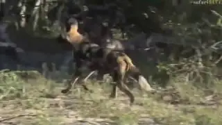 Feb 05, 2017-Sunrise- The Wild Dogs have a kill - Drone footage and close up with Jamie