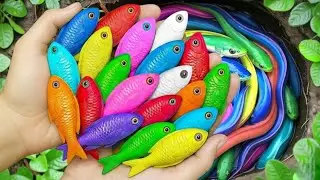 Catch beautiful aquarium fish in small pond baby turtles, eel, frog, pencil fish, guppies, koi fish