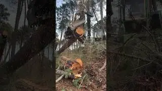 how to process and cut wood with the wonderful harvester #harvester #automobile #viral #wood #love