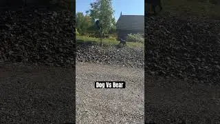 Dog Vs Bear #canada #bear