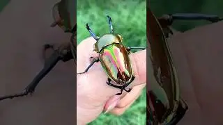 #gorgeous #rainbow #stag #beetle #animals #cuteanimals #insects #cute #nature
