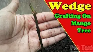 How To Wedge Grafting On Mango Tree by Grafting Examples