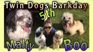 #birthdaydog #barkday #dogparty HAPPY FIFTH BIRTHDAY | MALTESE HAVANESE FUR BABIES
