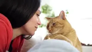 Whispers from Your Cat  Decoding Their Subtle Signs & Body Language