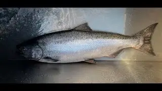 2025 Columbia River Gorge Spring Chinook Salmon - with Tips!