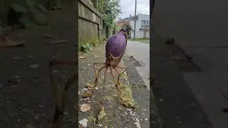 One of the strangest insects you will see #insects #2025