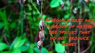 Amegilla blue-banded bees
