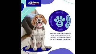 Marltons 4-step grooming guide for Beagles and similar breeds.