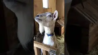 💫🐐The goat&rsquo;s beard is cute #animals #natureshorts #goat #viralvideo
