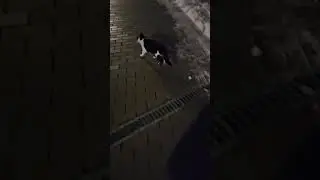 Come to Daddy Mrs. Kitty! 🤣 #funnycats #funnyanimals #catvideos #catlovers #funny #goodvibes #cat