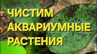 З способа как очистить растения от чёрного налёта