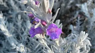 Eremophila nivea (Silky Eremophila) | Must see September 2021