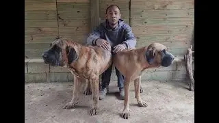 Fila brasileiro - medidas e parâmetros por que deve haver um limite #brazilianmastiff #fci #cbkc