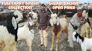 Exotic goats collection at Adnan Bhai open price 😄