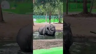 One Minute with a Hippo!