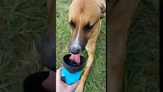 Dog Water Bottle Foldable