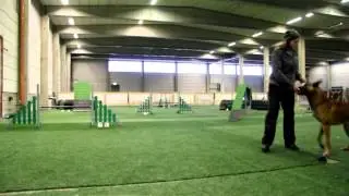 Harmaa Kettu Bobcat agility 3.2.2015