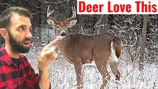 Best Late Season Food Source I Have Ever Seen