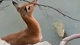 Lucky Antelope Escapes Wild Dogs & TWO Crocodile Attacks!