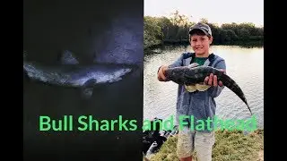 Monster Sharks and Flathead in Pumicestone Passage | TFF