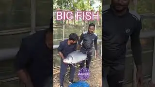 Big fish cathing hook net fishing. #video #viral #fish. 🐟🐬