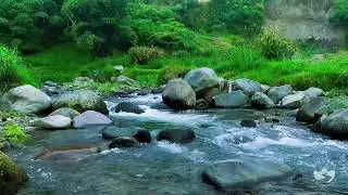 Soothing River Stream Sounds | Deep Sleep Relaxation and Natural Water Ambience