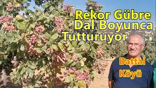 Antep Fıstığı Ağacında Her Yıl  Yüksek Tutum - İri Ve Çıtlak Fıstık için Etkili Gübreleme Proğramı