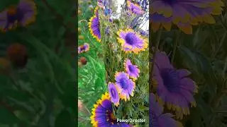#gaillardia #flower #gardening #techniques #care #shortvideo