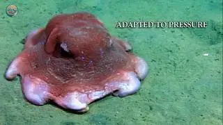 This Octopus Looks Like a Pancake &mdash; But the Deep Sea Is Far Stranger Than That!