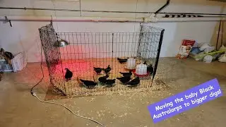 Moving Our Black Australorp Chicks From Brooder To Bigger Holding Pen!