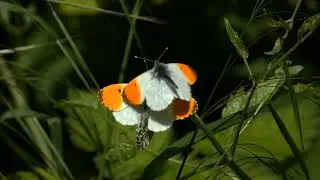 3 Orange-tip Butterflies (Anthocharis cardamines) - a mating pair being harassed by another male. UK