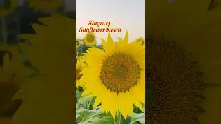 Stages of Sunflower bloom #sunflower #sunflowergarden #flowers #garden #shorts #informative #plants