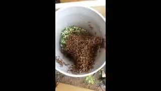 Hiving a honey bee swarm I picked up this morning.