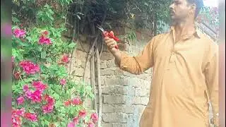 How to trimming flowers 🌸🌹 Bail