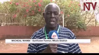Eastern farmers, producers target sunflower for regional development