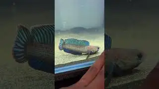 Ikan Channa Andrao Hancur ( Shincan) #channafish #bosbosqu #channamaru