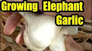 Growing Elephant Garlic in California