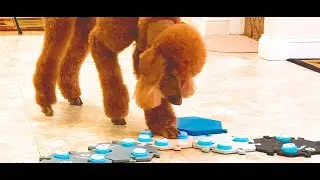 Dog Training Communication, Ruby Poodle: 30 Talking Buttons | Frodo Love | Train Train | FluentPet