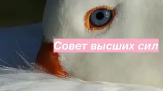 Совет таро на эту неделю 