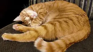2 Hours of Cat-Specific Music That'll Lower Their Stress & Help Them Sleep Peacefully