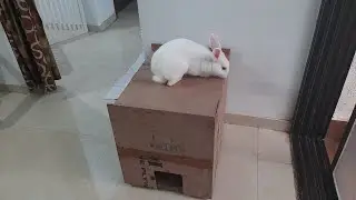 Rabbit home hutch | Guplu bunny new house | Khargosh ka ghar #rabbithouse #bunnyhome #shorts
