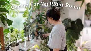 Spend a Planty Afternoon With Me Caring For My Plant Room 🌿